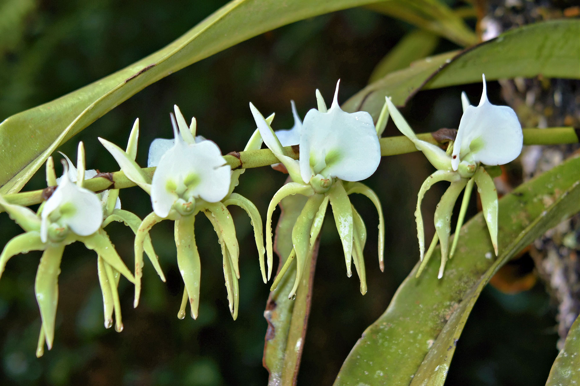 Blüte einer wilden Orchidee